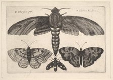 Moth and three butterflies, 1646. Creator: Wenceslaus Hollar.