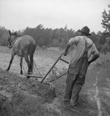 Negro plowing corn, off Highway 144, Person County, North Carolina, 1939. Creator: Dorothea Lange.