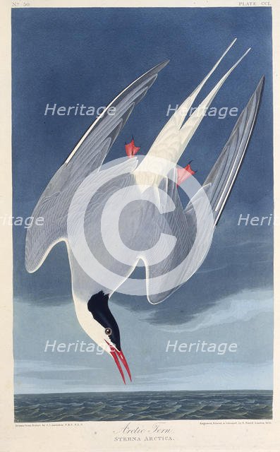 The Arctic tern. From "The Birds of America", 1827-1838. Creator: Audubon, John James (1785-1851).