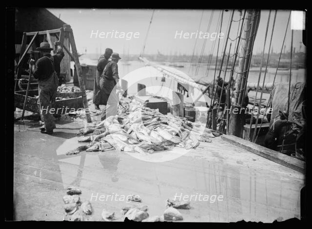 Unloading Gorton's codfish, Gloucester, Mass., between 1900 and 1915. Creator: Unknown.