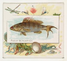 Rock Blackfish, from Fish from American Waters series (N39) for Allen & Ginter Cigarettes,..., 1889. Creator: Allen & Ginter.