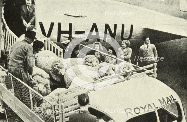 'Transporting Prize Rams By Air', c1948. Creator: Unknown.