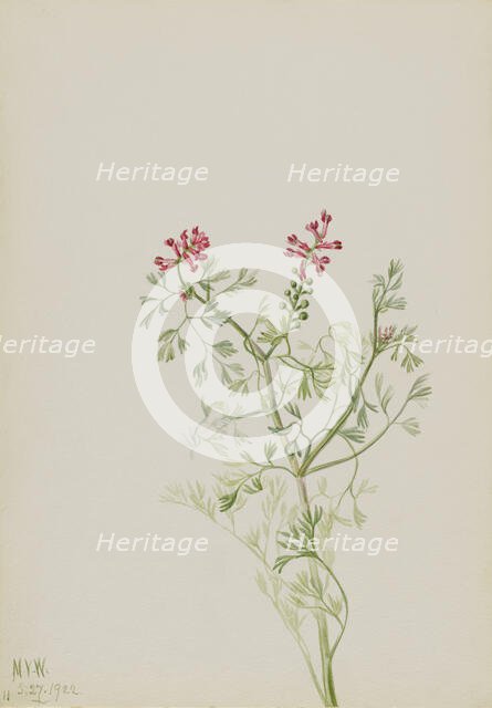 Untitled--Plant Study, 1922. Creator: Mary Vaux Walcott.