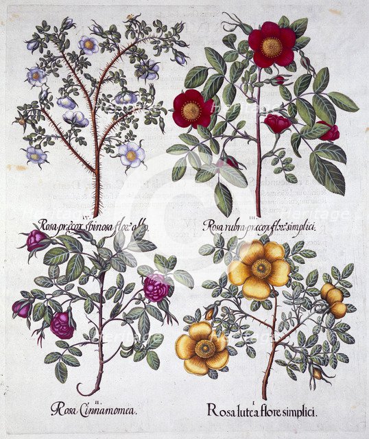 Roses, 1613. Artist: Unknown