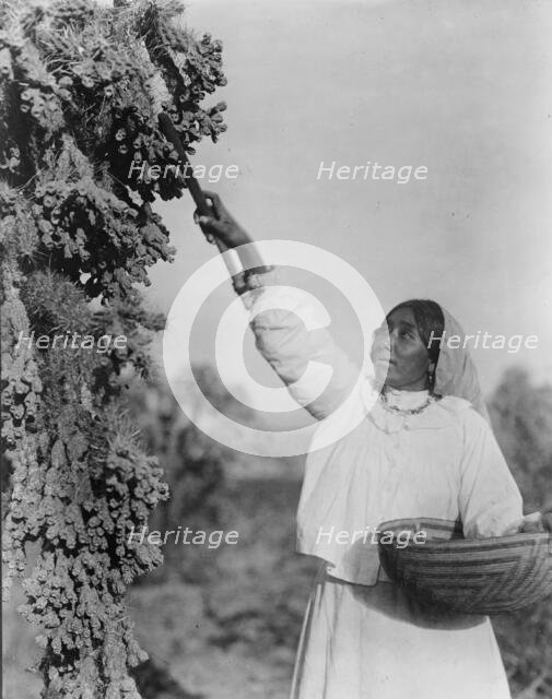 Gathering hanamh - Papago woman picking cactus fruit with wooden stick, Arizona, c1907. Creator: Edward Sheriff Curtis.