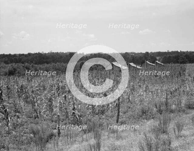 Aldridge Plantation near Leland, Mississippi, 1937. Creator: Dorothea Lange.