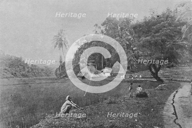 'Paddy Field near Gampola', c1890, (1910). Artist: Alfred William Amandus Plate.