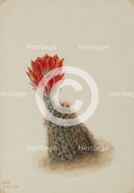 Lloyd's Strawberry Cactus (Echinocereus lloydii), 1925. Creator: Mary Vaux Walcott.