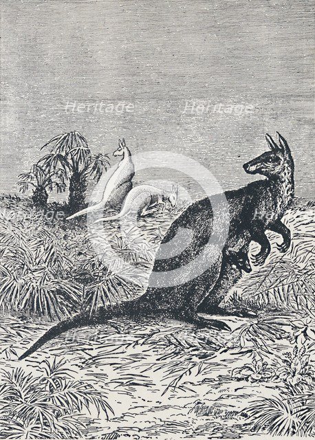 'Kangaroo', 1924. Artist: Unknown.