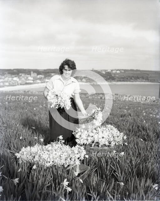 Picking flowers, St Mary's, Scilly Isles, c1955. Creator: Arthur Charles Kirby Ware.