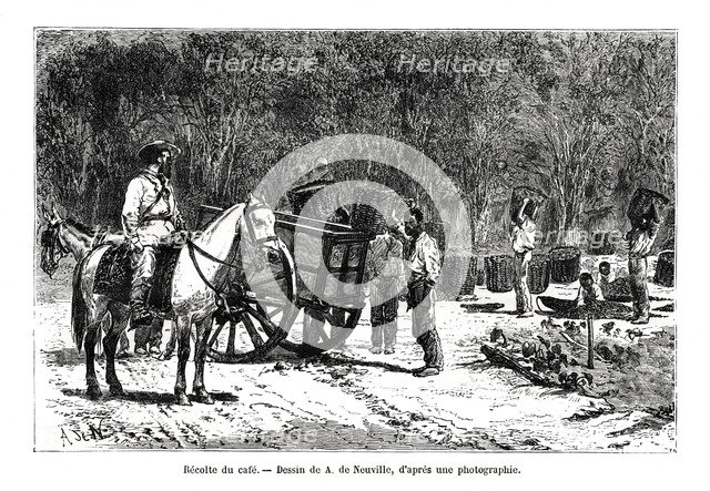 Harvesting the coffee, Brazil, 19th century. Artist: A de Neuville