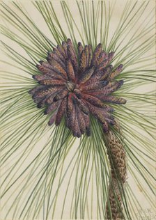 Longleaf Pine (Pinus palustris), 1929. Creator: Mary Vaux Walcott.