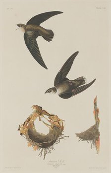 American Swift, 1833. Creator: Robert Havell.