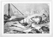 Shooting polar bears, 1880.  Creator: Unknown.