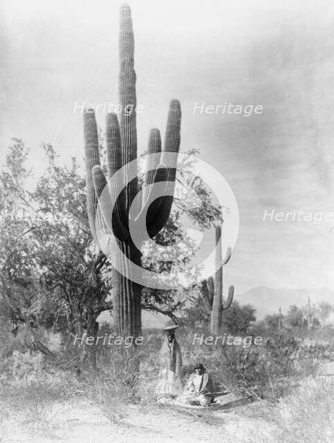 Gathering saguaro fruit, 1907, c1907. Creator: Edward Sheriff Curtis.