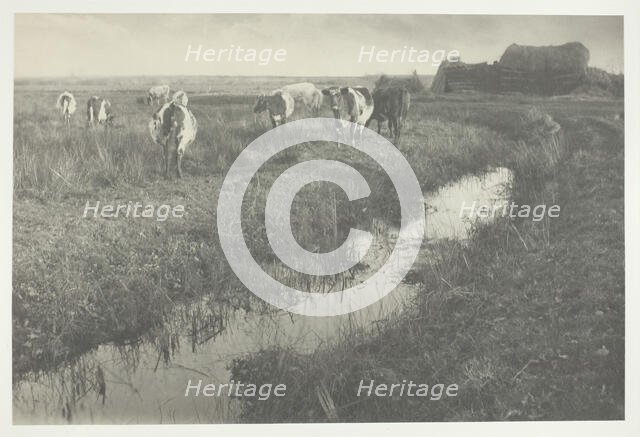 Cattle on the Marshes, 1886. Creator: Peter Henry Emerson.