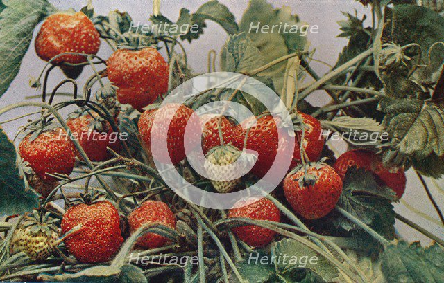 'Strawberries - John Kidd & Co. Ltd.', 1910. Artist: Photochrom Co Ltd of London.