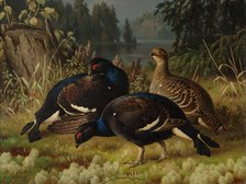 Black Grouse, Two Cocks and a Hen, 1875. Creator: Ferdinand von Wright.