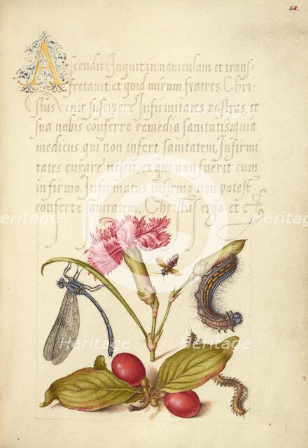 Damselfly, Carnation, Firebug, Caterpillar, Carnelian Cherry, and..., 1561-2; illumination 1591-6. Creator: Joris Hoefnagel.