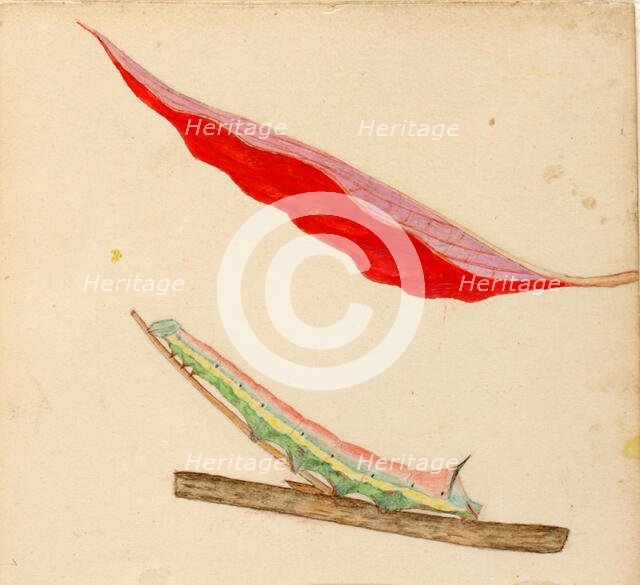 Mirror-Back Caterpillar..., early 20th century. Creator: Gerald H. Thayer.