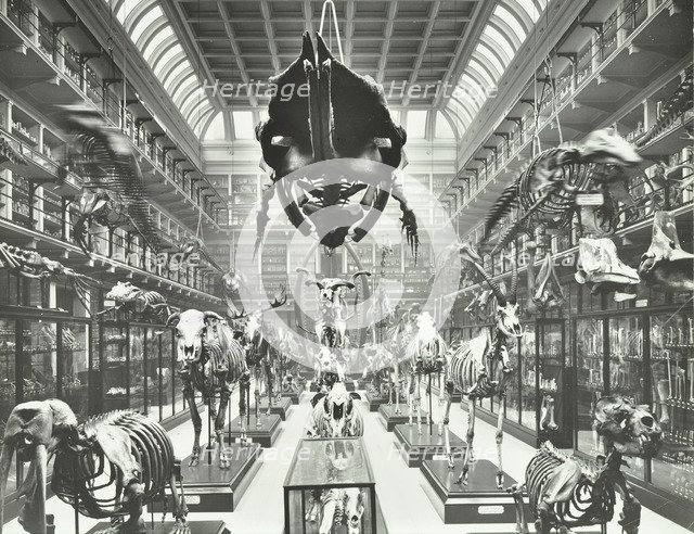 Animal skeletons at the Royal College of Surgeons, Westminster, London, 1911. Artist: Unknown.