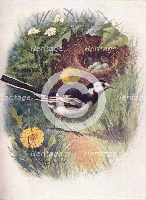 'Pied Wagtail - Motacil'la lu'gubris', c1910, (1910). Artist: George James Rankin.