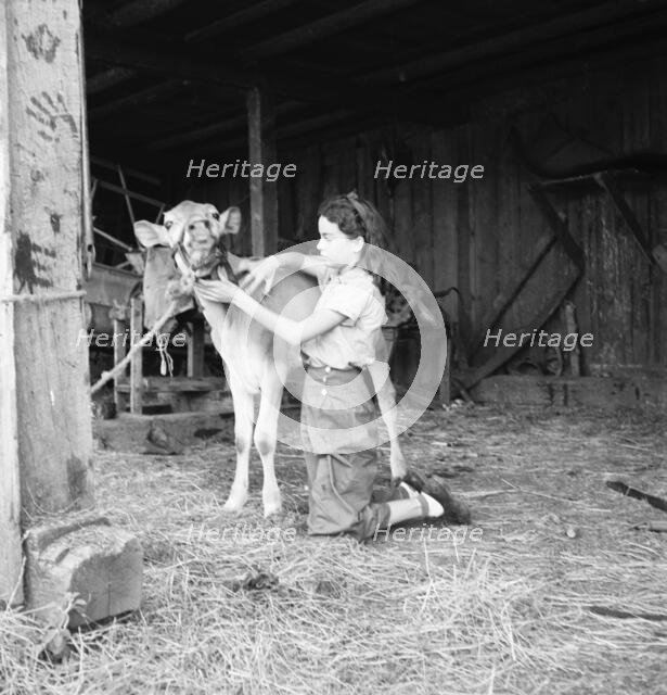 Young girl, daughter of small pear farmer tends her calf, near Medford, Oregon, 1939. Creator: Dorothea Lange.