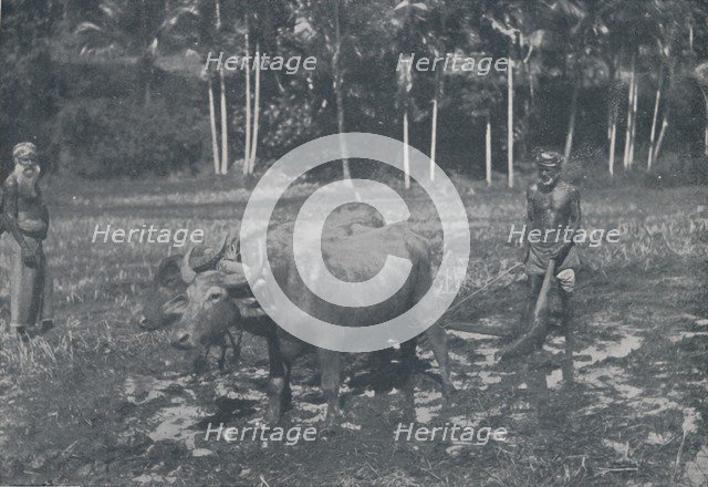 'Cultivating Rice', 1924. Artist: Topical Press Agency.