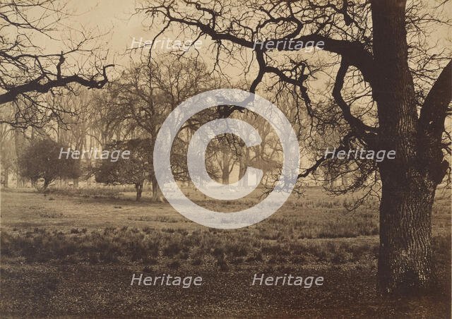 Windsor Park, Deer Feeding, 1850s. Creator: W. H. Nicholl.