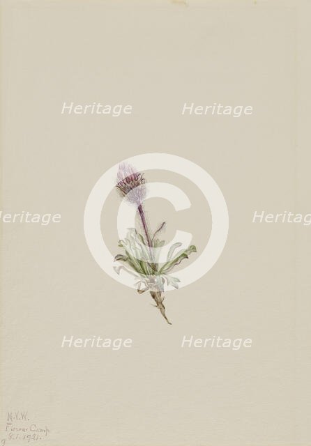 Woolly Fleabane (Erigeron lanatus), 1921. Creator: Mary Vaux Walcott.