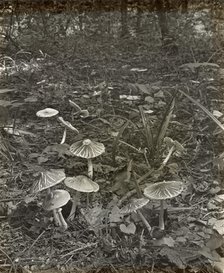Woodland mushrooms, between 1915 and 1935. Creator: Frances Benjamin Johnston.