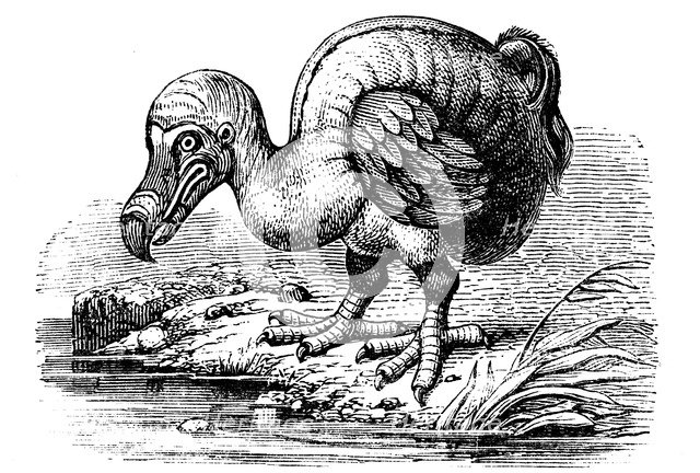 Dodo, 1884. Artist: Unknown