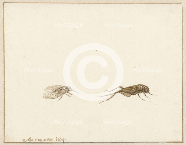 Two insects, 1674. Creator: Rochus van Veen.