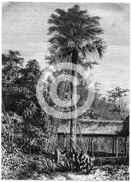 Latanier palm, Andaman Islands, 19th century. Artist: A de Bar
