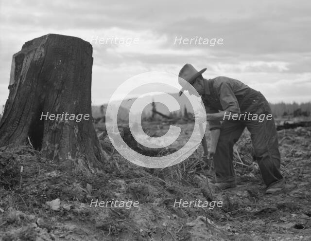 Possibly: Shows stump on cut-over farm after blasting, Bonner County, Idaho, 1939. Creator: Dorothea Lange.