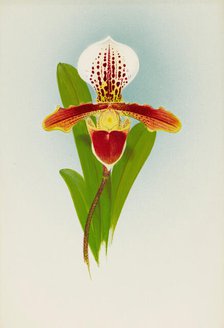 Orchid: Cypripedium Luanum, 1908. Creator: Frederick William Bolas.