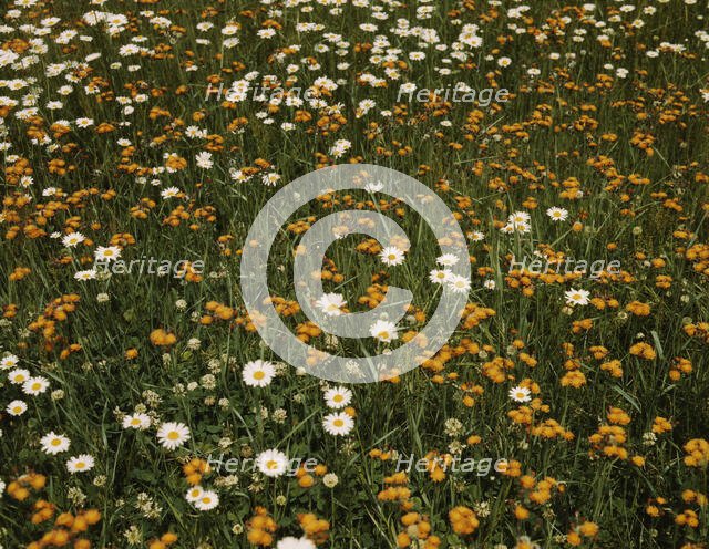 Field of daisies and orange flowers, possibly hawkweed, Vermont, 1943. Creator: John Collier.