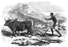 The Abyssinian Expedition: a native ploughing in the province of Tigre, 1868. Creator: Unknown.