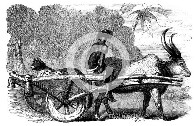 Sketches of Native Life in India - Hunting Leopard, Bengal, 1858. Creator: Unknown.