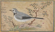 Study of a Bird, dated A.H. 1043/A.D. 1634. Creator: Riza.