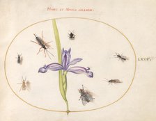 Plate 75: A Fly and Other Insects with an Iris, c. 1575/1580. Creator: Joris Hoefnagel.