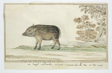 Phacochoerus aethiopicus aethiopicus (Cape warthog), 1778. Creator: Robert Jacob Gordon.