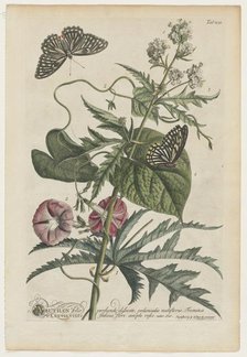 Plantae et papiliones rariores: No. 7, 1748. Creator: Georg Dionysius Ehret (German, 1708-1770).