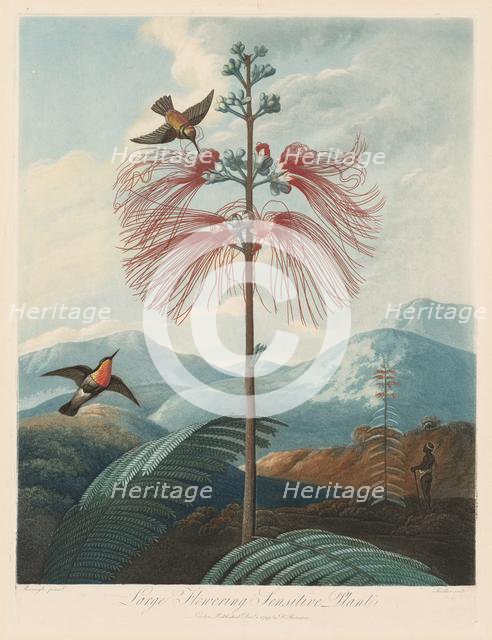 The Temple of Flora, or Garden of Nature: Large Flowering Sensitive Plant, 1799-1807. Creator: Robert John Thornton (British, 1768-1837).