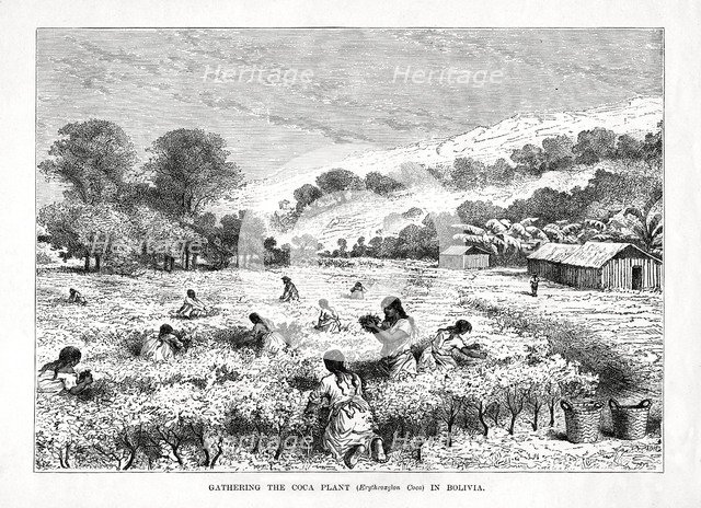 'Gathering the Coca Plant (Erythroxylum coca) in Bolivia', 1877. Artist: Unknown