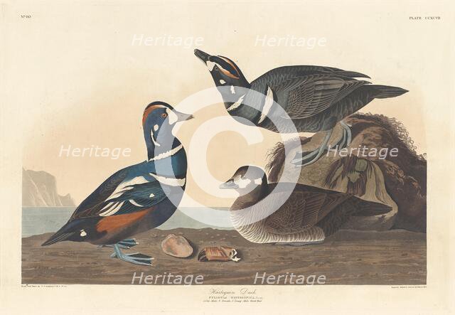 Harlequin Duck, 1836. Creator: Robert Havell.