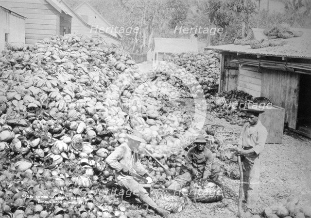 Copra making, Samoa, 1899. Artist: Burton Brothers