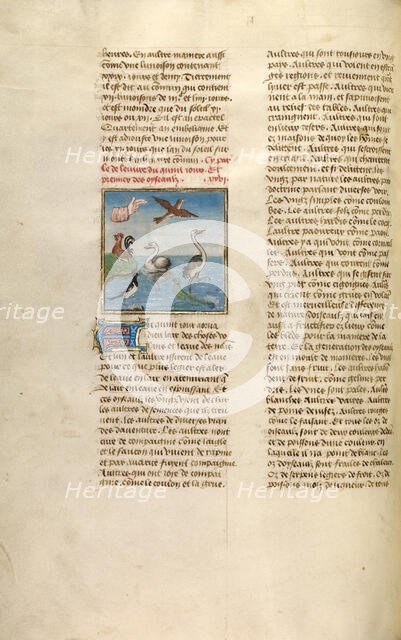 The Creation of Birds; Miroir Historial, about 1475. Creator: Unknown.