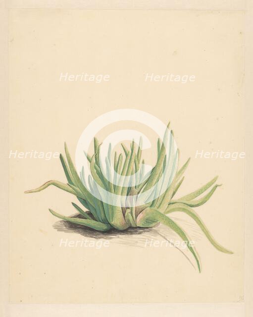 Ice plant, 1746-1811. Creator: Vincent Jansz. van der Vinne.