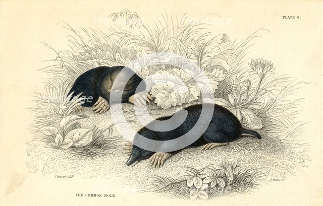 The common cole (Talpa europea), 1828. Artist: Unknown